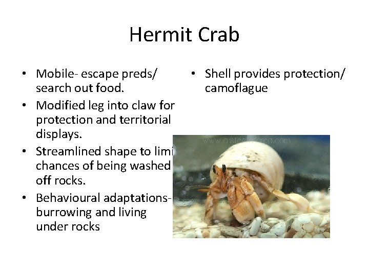 Hermit Crab • Mobile- escape preds/ • Shell provides protection/ search out food. camoflague