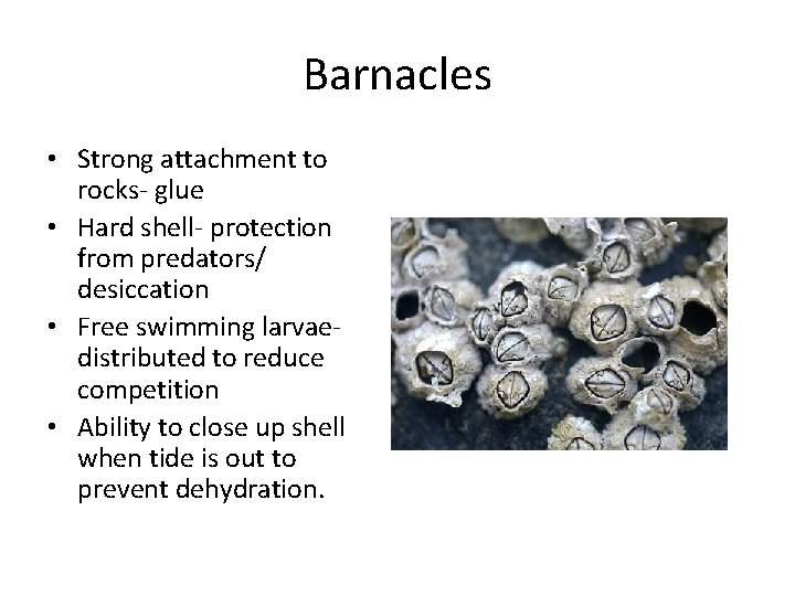 Barnacles • Strong attachment to rocks- glue • Hard shell- protection from predators/ desiccation