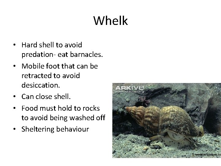 Whelk • Hard shell to avoid predation- eat barnacles. • Mobile foot that can