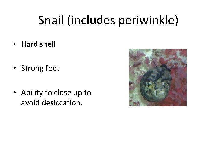 Snail (includes periwinkle) • Hard shell • Strong foot • Ability to close up