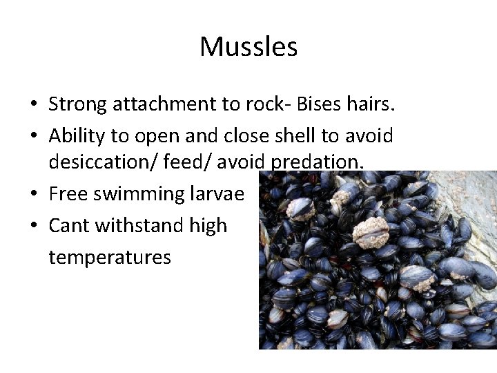 Mussles • Strong attachment to rock- Bises hairs. • Ability to open and close