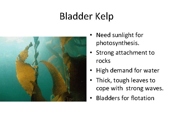 Bladder Kelp • Need sunlight for photosynthesis. • Strong attachment to rocks • High