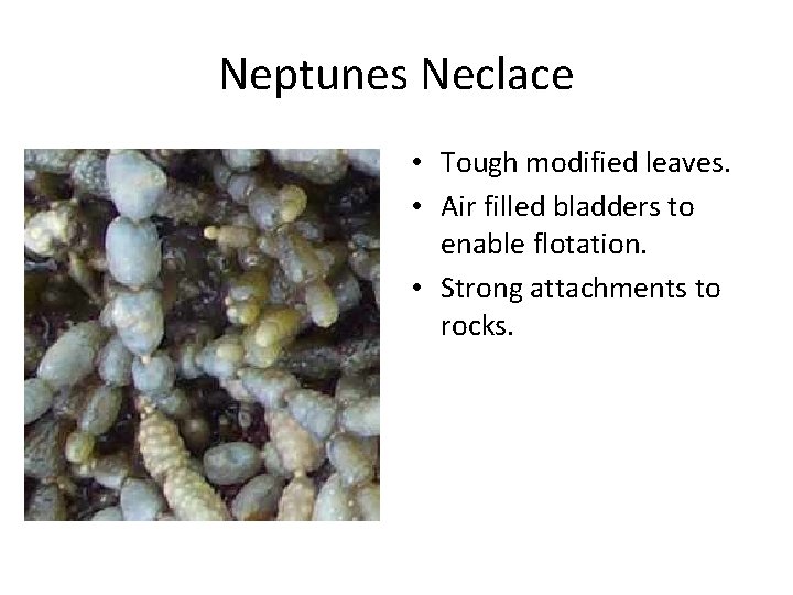 Neptunes Neclace • Tough modified leaves. • Air filled bladders to enable flotation. •