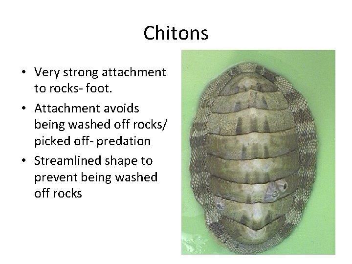 Chitons • Very strong attachment to rocks- foot. • Attachment avoids being washed off