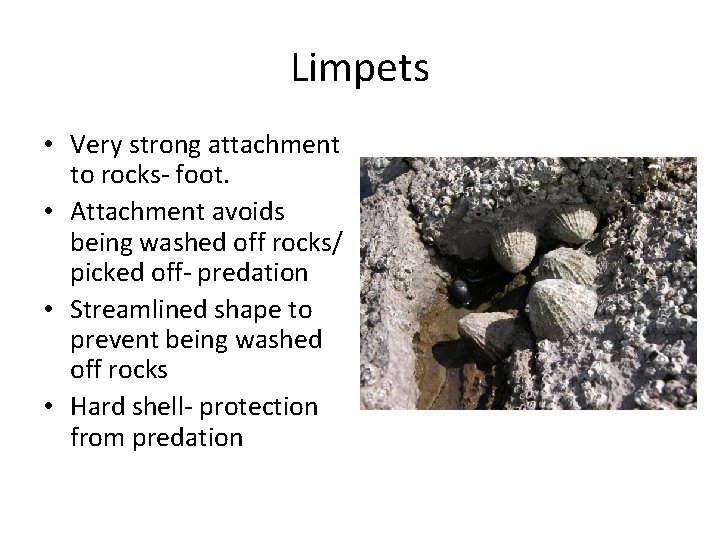 Limpets • Very strong attachment to rocks- foot. • Attachment avoids being washed off