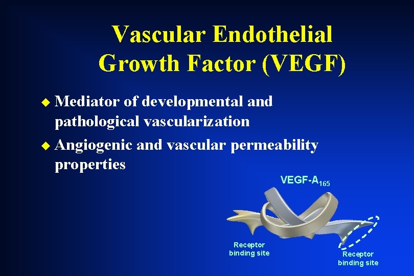 Vascular Endothelial Growth Factor (VEGF) u Mediator of developmental and pathological vascularization u Angiogenic Vascular Endothelial Growth Factor (VEGF) u Mediator of developmental and pathological vascularization u Angiogenic