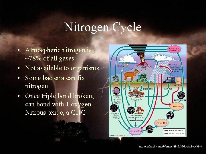 Nitrogen Cycle • Atmospheric nitrogen is ~78% of all gases • Not available to