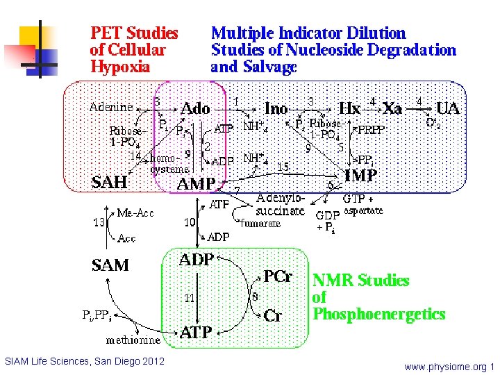 SIAM Life Sciences, San Diego 2012 www. physiome. org 1 