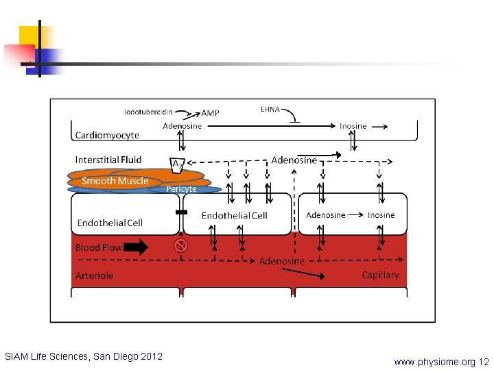SIAM Life Sciences, San Diego 2012 www. physiome. org 12 
