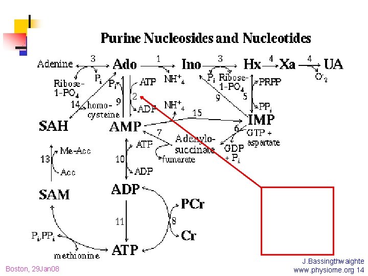 Boston, 29 Jan 08 J. Bassingthwaighte www. physiome. org 14 
