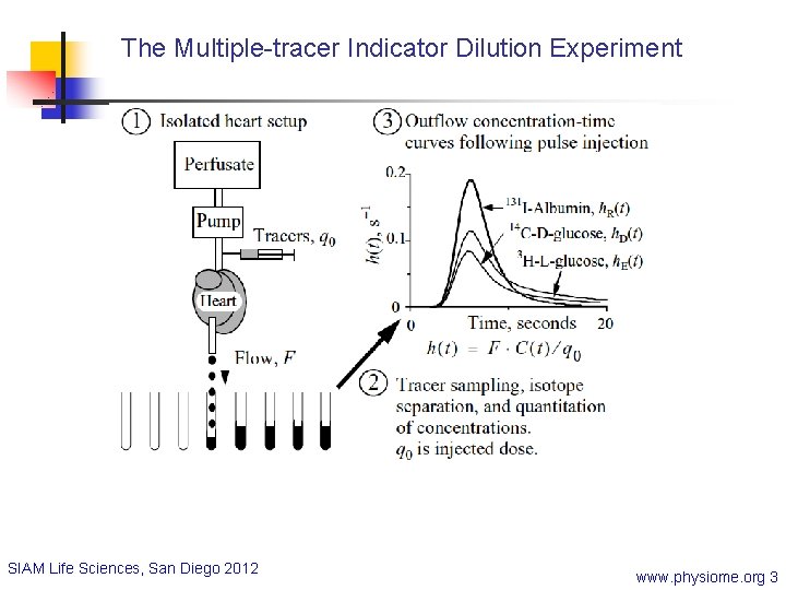The Multiple-tracer Indicator Dilution Experiment SIAM Life Sciences, San Diego 2012 www. physiome. org
