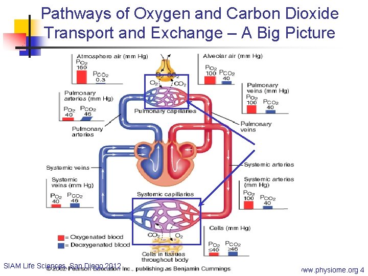 Pathways of Oxygen and Carbon Dioxide Transport and Exchange – A Big Picture SIAM