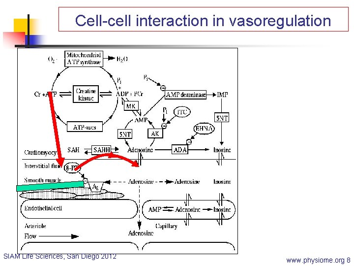 Cell-cell interaction in vasoregulation SIAM Life Sciences, San Diego 2012 www. physiome. org 8