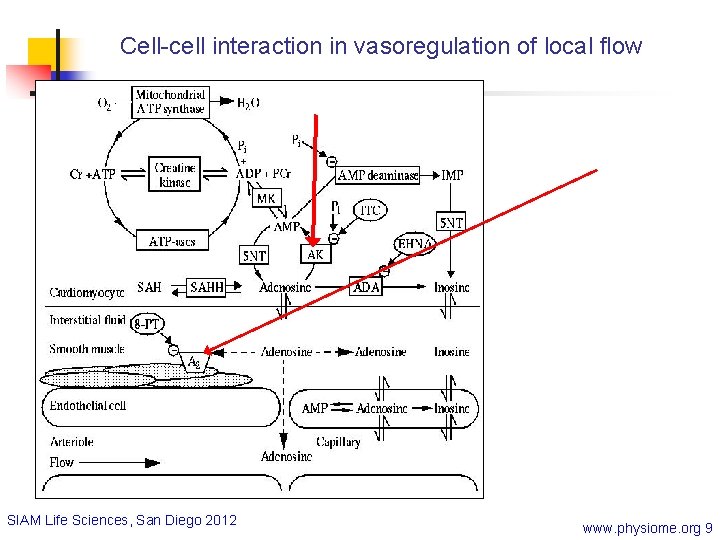 Cell-cell interaction in vasoregulation of local flow SIAM Life Sciences, San Diego 2012 www.