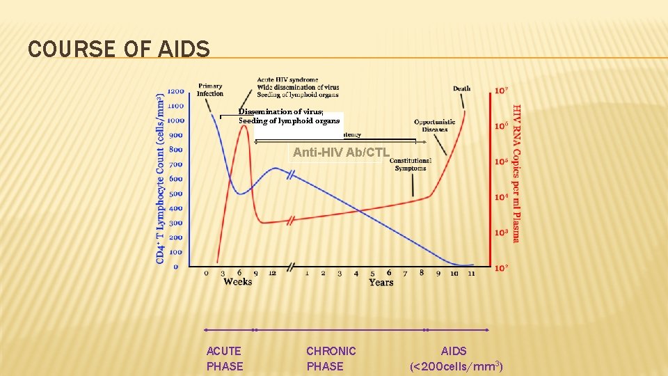 COURSE OF AIDS Dissemination of virus; Seeding of lymphoid organs Anti-HIV Ab/CTL ACUTE PHASE