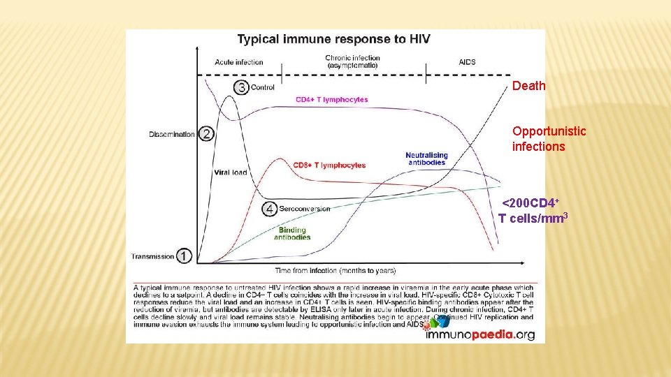 Death Opportunistic infections <200 CD 4+ T cells/mm 3 