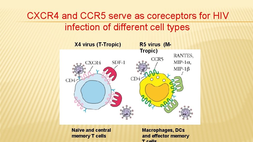 CXCR 4 and CCR 5 serve as coreceptors for HIV infection of different cell