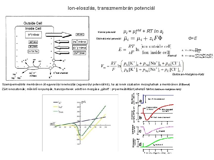 Ion-eloszlás, transzmembrán potenciál Kémiai potenciál μi = μistd + RT ln ai Φ=E Elektrokémiai