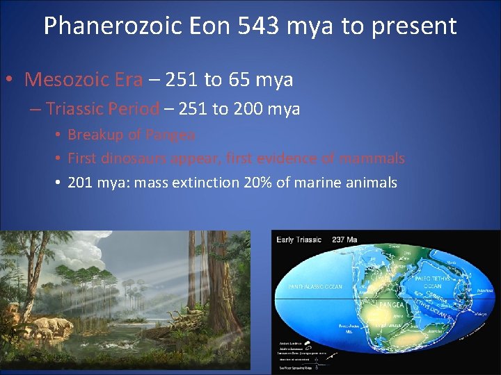 Phanerozoic Eon 543 mya to present • Mesozoic Era – 251 to 65 mya