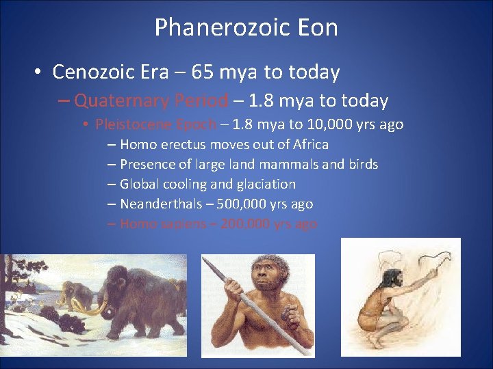 Phanerozoic Eon • Cenozoic Era – 65 mya to today – Quaternary Period –
