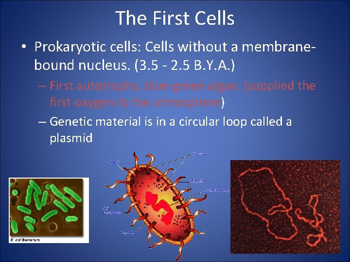 The First Cells • Prokaryotic cells: Cells without a membranebound nucleus. (3. 5 -