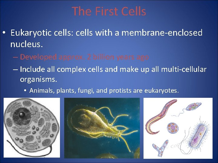 The First Cells • Eukaryotic cells: cells with a membrane-enclosed nucleus. – Developed approx.