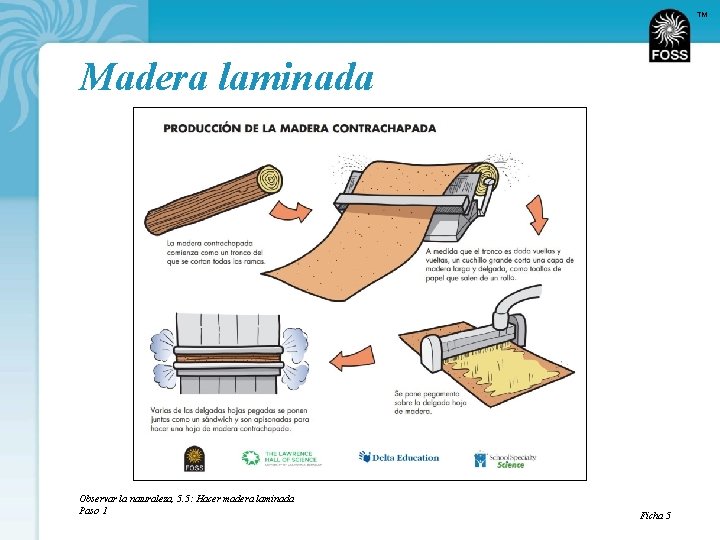 TM Madera laminada Observar la naturaleza, 5. 5: Hacer madera laminada Paso 1 Ficha