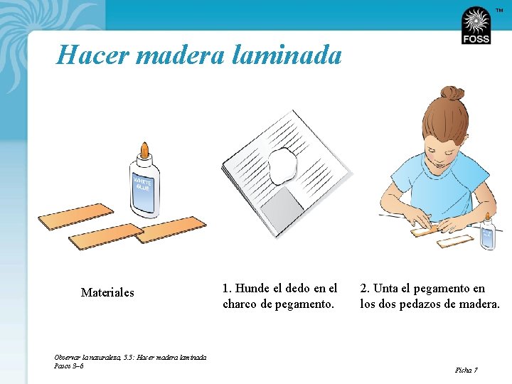 TM Hacer madera laminada Materiales Observar la naturaleza, 5. 5: Hacer madera laminada Pasos