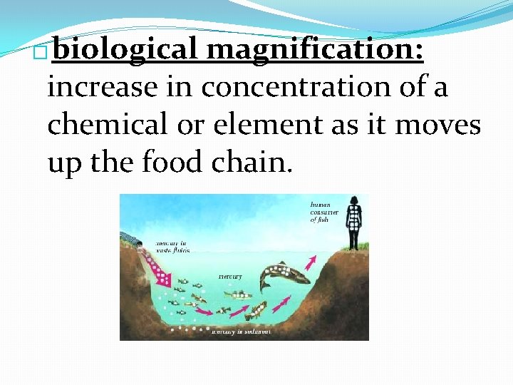 biological magnification: increase in concentration of a chemical or element as it moves up