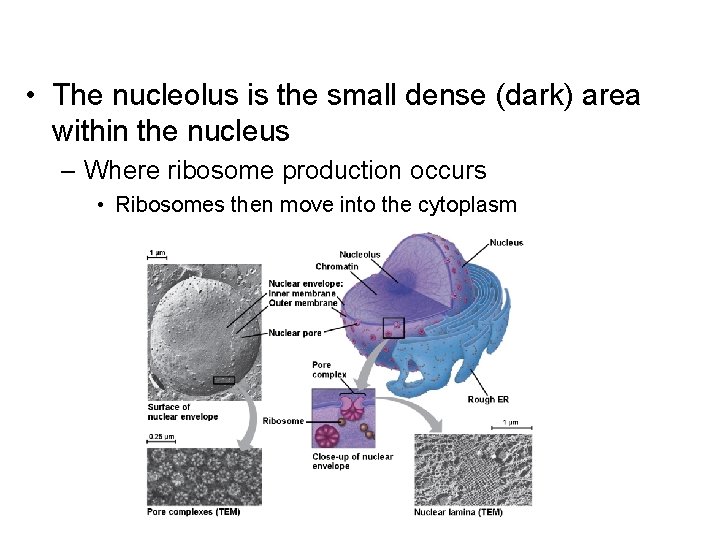  • The nucleolus is the small dense (dark) area within the nucleus –