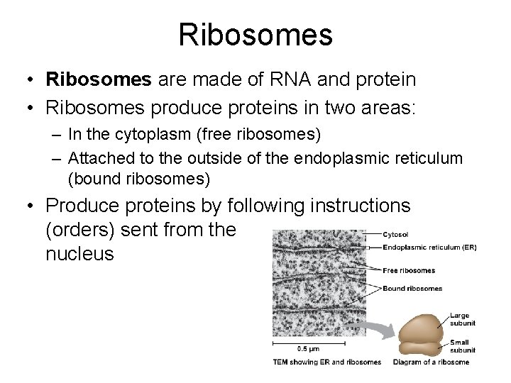 Ribosomes • Ribosomes are made of RNA and protein • Ribosomes produce proteins in