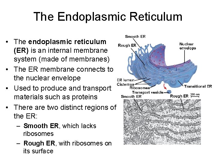The Endoplasmic Reticulum • The endoplasmic reticulum (ER) is an internal membrane system (made