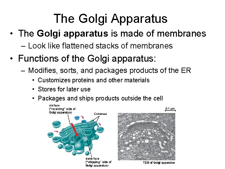 The Golgi Apparatus • The Golgi apparatus is made of membranes – Look like