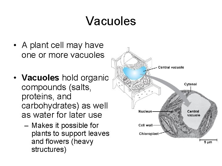 Vacuoles • A plant cell may have one or more vacuoles • Vacuoles hold