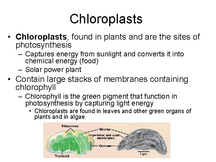 Chloroplasts • Chloroplasts, found in plants and are the sites of photosynthesis – Captures