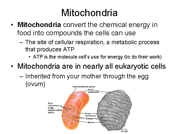 Mitochondria • Mitochondria convert the chemical energy in food into compounds the cells can