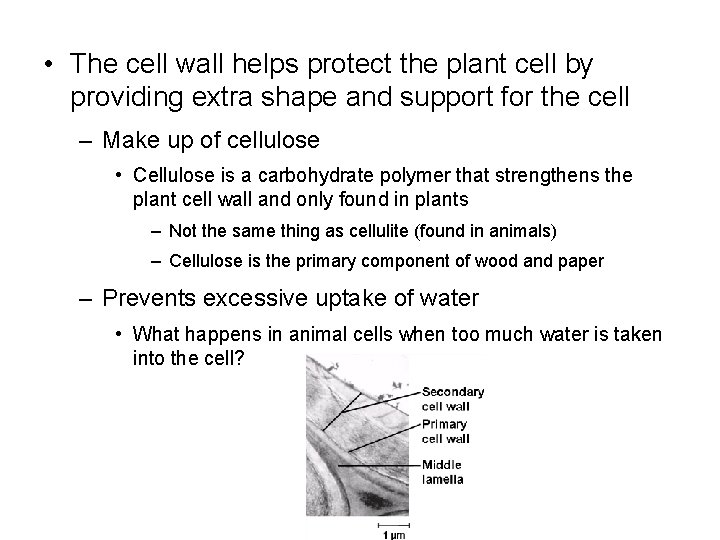  • The cell wall helps protect the plant cell by providing extra shape