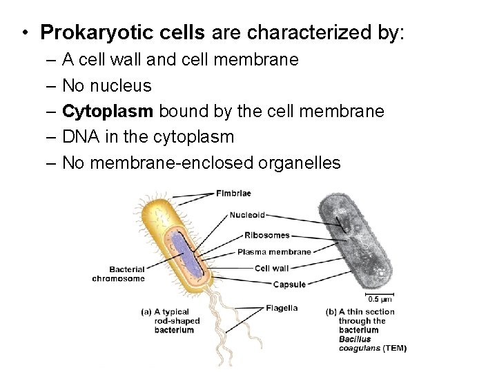  • Prokaryotic cells are characterized by: – A cell wall and cell membrane