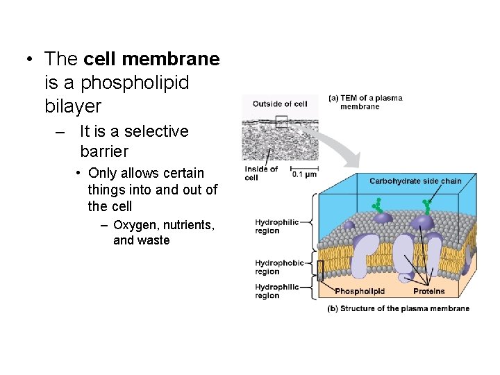  • The cell membrane is a phospholipid bilayer – It is a selective