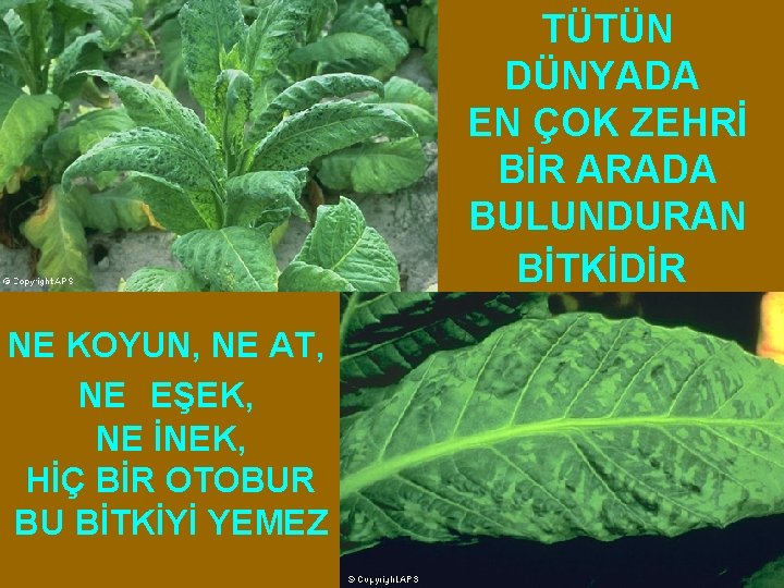 TÜTÜN DÜNYADA EN ÇOK ZEHRİ BİR ARADA BULUNDURAN BİTKİDİR NE KOYUN, NE AT, NE