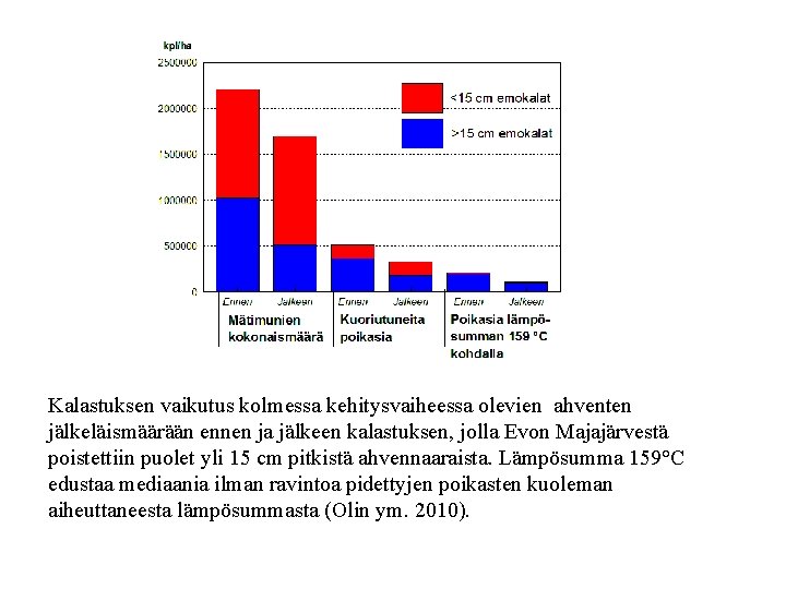 Kalastuksen vaikutus kolmessa kehitysvaiheessa olevien ahventen jälkeläismäärään ennen ja jälkeen kalastuksen, jolla Evon Majajärvestä