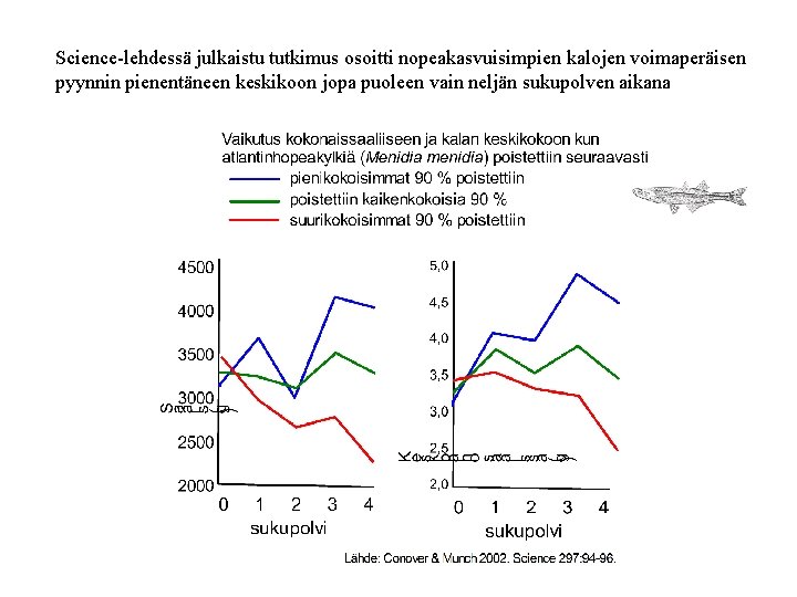Science-lehdessä julkaistu tutkimus osoitti nopeakasvuisimpien kalojen voimaperäisen pyynnin pienentäneen keskikoon jopa puoleen vain neljän Science-lehdessä julkaistu tutkimus osoitti nopeakasvuisimpien kalojen voimaperäisen pyynnin pienentäneen keskikoon jopa puoleen vain neljän