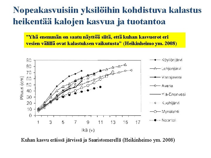 Nopeakasvuisiin yksilöihin kohdistuva kalastus heikentää kalojen kasvua ja tuotantoa ”Yhä enemmän on saatu näyttöä