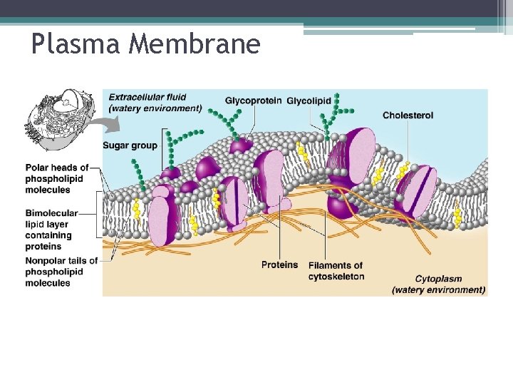 Plasma Membrane 