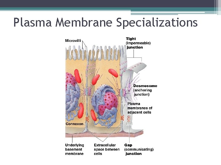Plasma Membrane Specializations 