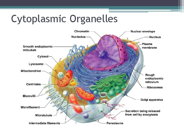 Cytoplasmic Organelles 