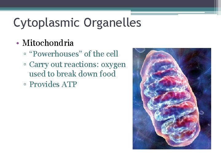 Cytoplasmic Organelles • Mitochondria ▫ “Powerhouses” of the cell ▫ Carry out reactions: oxygen