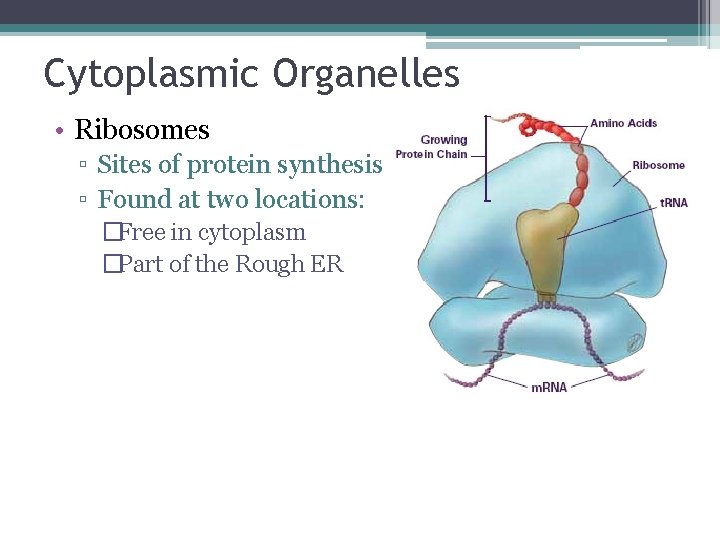 Cytoplasmic Organelles • Ribosomes ▫ Sites of protein synthesis ▫ Found at two locations:
