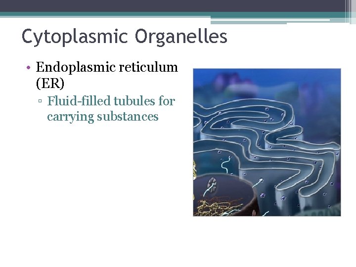 Cytoplasmic Organelles • Endoplasmic reticulum (ER) ▫ Fluid-filled tubules for carrying substances 