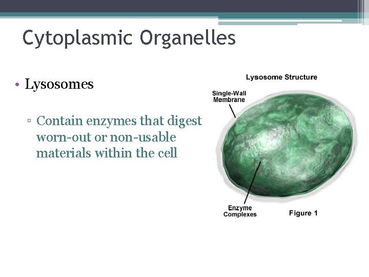 Cytoplasmic Organelles • Lysosomes ▫ Contain enzymes that digest worn-out or non-usable materials within